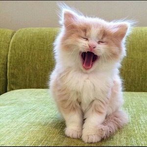 Meet your Posher, Victoria